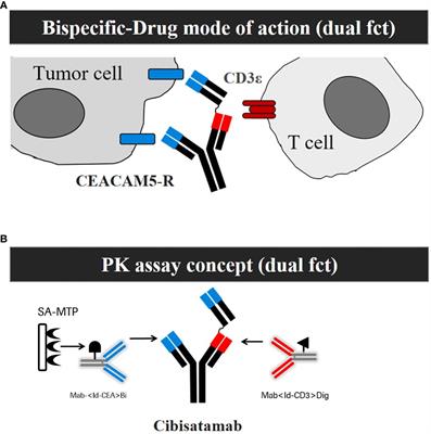 Characterization of anti-drug antibody responses to the T-cell engaging bispecific antibody cibisatamab to understand the impact on exposure